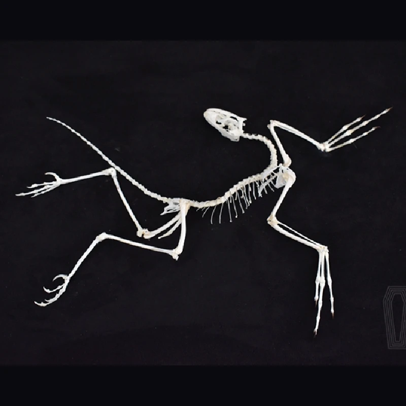 ของตกแต่งผนังรูปฟอสซิลอาร์คิโอ - Fossil Replica Display บทวิจารณ์และราคา